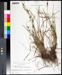 Carex caroliniana image