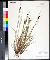 Carex caroliniana image