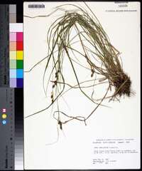 Carex caroliniana image