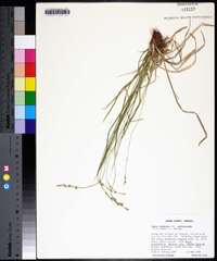 Carex communis var. amplisquama image