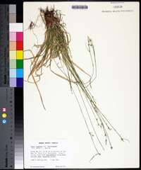 Carex communis var. amplisquama image