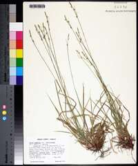 Carex communis var. amplisquama image