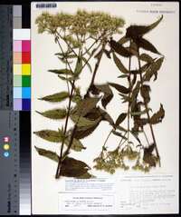 Eupatorium album image