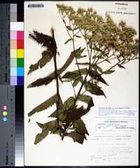 Eupatorium album image