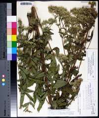 Eupatorium album image