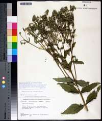 Eupatorium album image