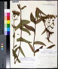 Eupatorium album image