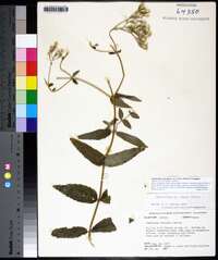 Eupatorium album image