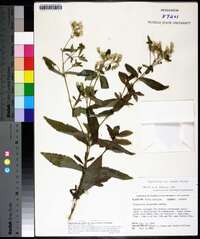 Eupatorium album var. vaseyi image