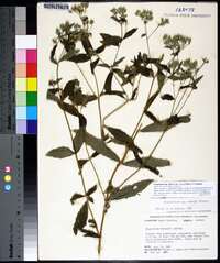 Eupatorium album var. vaseyi image