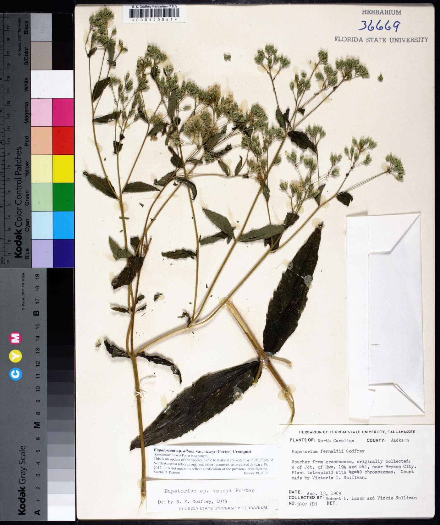 Eupatorium album var. vaseyi image