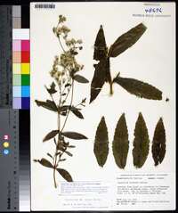 Eupatorium album var. vaseyi image