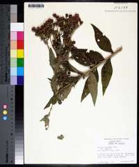 Vernonia baldwinii image