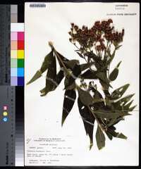 Vernonia baldwinii image