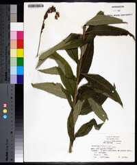 Vernonia baldwinii image