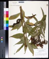 Vernonia baldwinii image