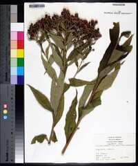 Vernonia baldwinii image