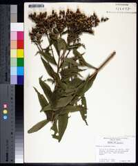 Vernonia baldwinii image