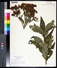 Vernonia baldwinii image