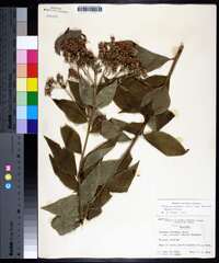 Vernonia baldwinii image