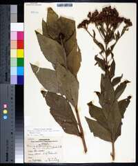 Vernonia baldwinii image