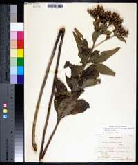 Vernonia baldwinii image