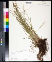 Carex retroflexa image