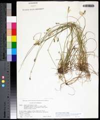 Carex retroflexa image