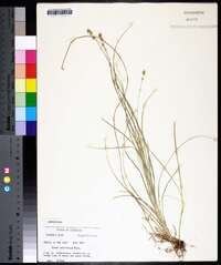 Carex retroflexa image