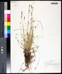 Carex retroflexa image