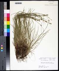 Carex retroflexa image