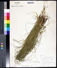 Carex ruthii image