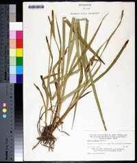 Carex scabrata image