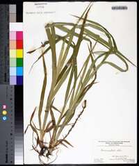 Carex scabrata image