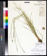 Carex seorsa image