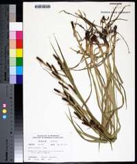 Carex shortiana image