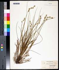 Carex silicea image