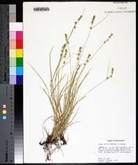 Carex socialis image