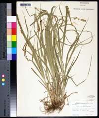 Carex sparganioides image