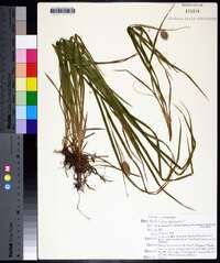 Carex squarrosa image