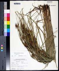 Carex squarrosa image