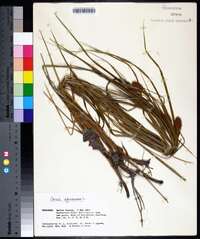 Carex squarrosa image