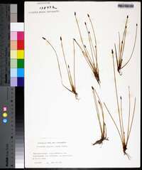 Eleocharis uniglumis image