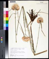 Eriophorum virginicum image