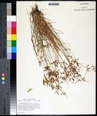 Fimbristylis annua image