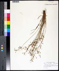 Fimbristylis annua image