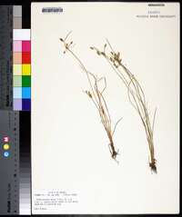 Fimbristylis annua image