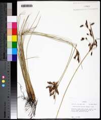 Fimbristylis castanea image