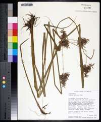 Cyperus pilosus image