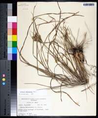 Cyperus plukenetii image